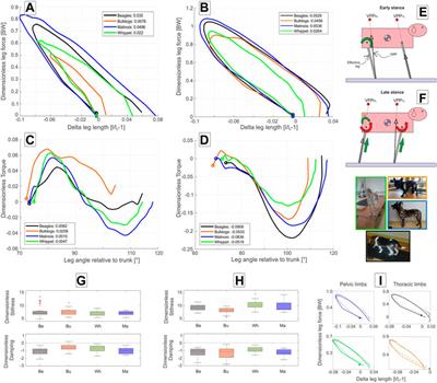 Positioning of pivot points in quadrupedal locomotion: limbs global dynamics in four different dog breeds